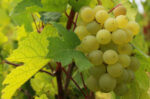 Thomas Wines Synergy Shiraz 2023 (12 Bottles) Hunter Valley - Image 3