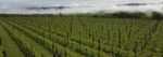Clos Larrouyat Jurancon Sec Comete 2021 (6 Bottles) South-West, France - Image 4