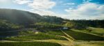 Dalwhinnie ‘Mesa’ Chardonnay 2023 (6 Bottles) Pyrenees, Australia - Image 5