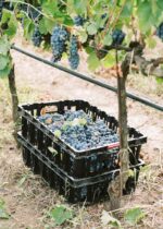 Di Majo Norante Apianae Moscato 2015 (6 Bottles) Campomarino, Italy - Image 6