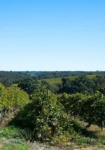 Charlish & Co Rosé 2021 (12 Bottles) Langhorne Creek - Image 3