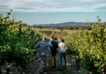 Cavedon Gewurztraminer 2021 (12 Bottles) King Valley, Australia - Image 5