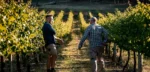 Cavedon Gewurztraminer 2021 (12 Bottles) King Valley, Australia - Image 2