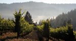 Hartford Outer Limits Syrah 2016 (6 Bottles) Russian River, California - Image 3