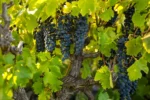 Mazi ‘Tora’ Mataro Cinsault 2023 (12 Bottles) McLaren Vale, Australia - Image 2