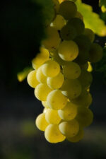 Wignalls Chardonnay Unwooded 2021 (6 Bottles) Albany, WA - Image 4