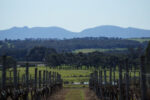 Wignalls Chardonnay Unwooded 2021 (6 Bottles) Albany, WA - Image 3