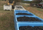 Bell & Gong Pinot Noir 2021 (6 Bottles) Longford, Tasmania - Image 4