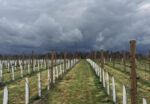 Bell & Gong Pinot Noir 2021 (6 Bottles) Longford, Tasmania - Image 5
