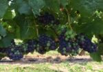 Bell & Gong Pinot Noir 2021 (6 Bottles) Longford, Tasmania - Image 3