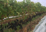 Bell & Gong Pinot Noir 2021 (6 Bottles) Longford, Tasmania - Image 6