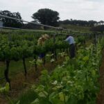Warner 'The Rest' Chardonnay 2021 (6 Bottles) Beechworth, Victoria - Image 2