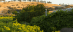 Hart Vine Vale Mataro 2021 (6 Bottles) Barossa Valley - Image 2