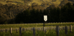 Hart Vine Vale Mataro 2021 (6 Bottles) Barossa Valley - Image 4
