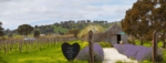 Hart Vine Vale Mataro 2021 (6 Bottles) Barossa Valley - Image 5