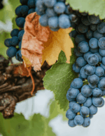 Alkoomi Collection Shiraz (12 Bottles) Frankland River - Image 7