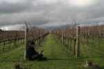 Warner 'The Rest' Chardonnay 2021 (6 Bottles) Beechworth, Victoria - Image 5