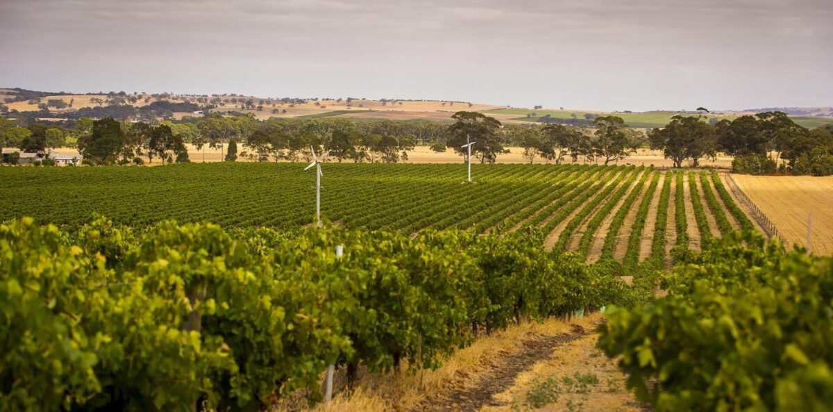 Hesketh Regional Selections Pinot Noir 2023 (6 Bottles) Adelaide Hills - Image 2