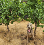 Black Cocky Valley Shiraz 2020 (12 Bottles) Margaret River - Image 3