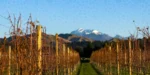 Tupari Turnbull & Thomas Sauvignon Blanc 2022 (12 Bottles) Marlborough, New Zealand - Image 3