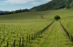 Inama Vulcaia Sauvignon Del Veneto 2022 (6 Bottles) Veneto, Italy - Image 6
