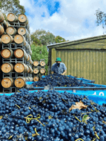 Somos Barbera Rosé 2021 (12 Bottles) McLaren Vale - Image 5