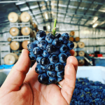 Somos Barbera Rosé 2021 (12 Bottles) McLaren Vale - Image 6