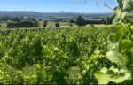 Stoney Rise Chardonnay 2024 (12 Bottles) Tasmania - Image 3