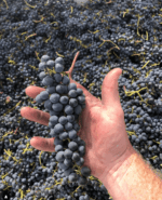 Syrahmi ‘Hugo’ Shiraz 2017 (6 Bottles) Heathcote, Victoria - Image 2