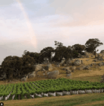 Syrahmi ‘Hugo’ Shiraz 2017 (6 Bottles) Heathcote, Victoria - Image 3