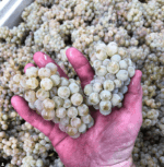 Syrahmi ‘Hugo’ Shiraz 2017 (6 Bottles) Heathcote, Victoria - Image 4