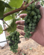 Syrahmi ‘Hugo’ Shiraz 2017 (6 Bottles) Heathcote, Victoria - Image 5