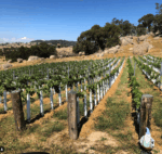 Syrahmi ‘Hugo’ Shiraz 2017 (6 Bottles) Heathcote, Victoria - Image 6
