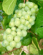 Leeuwin Siblings Sauvignon Blanc (6 Bottles) Margaret River - Image 4