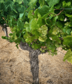 Leeuwin Siblings Sauvignon Blanc (6 Bottles) Margaret River - Image 7