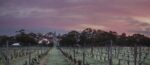 Henschke Sass the Tailor Pinot Gris 2022 (6 Bottles) Eden Valley - Image 5