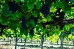 Somos Barbera Rosé 2021 (12 Bottles) McLaren Vale - Image 2