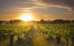 Henschke Sass the Tailor Pinot Gris 2022 (6 Bottles) Eden Valley - Image 2