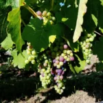 Domenica Nebbiolo 2021 (6 Bottles) Beechworth, Vic - Image 4