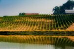 Montinore Reserve Riesling 2019 (6 Bottles) Willamette Valley, Oregon - Image 3
