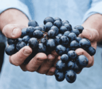 Copain Les Voisins  Syrah 2017 (6 Bottles) Anderson Valley, CA - Image 2