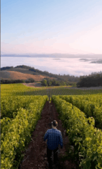 Copain Les Voisins  Syrah 2017 (6 Bottles) Anderson Valley, CA - Image 3