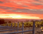 Brave New Wine Magical Animal Chardonnay 2022 (6 Bottles) Great Southern, Western Australia - Image 2