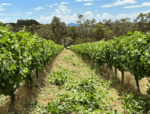 Brave New Wine Magical Animal Chardonnay 2022 (6 Bottles) Great Southern, Western Australia - Image 3