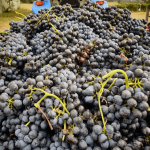 Glenguin Aristea Shiraz 2017 (6 Bottles) Hunter Valley - Image 6