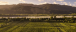 Hans Herzog Nebbiolo 2018 (6 Bottles) Marlborough, New Zealand - Image 3