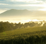 Pimpernel Estate Pinot Noir 2020 ( 6 Bottles) Yarra Valley - Image 4