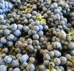 Pimpernel Estate Pinot Noir 2020 ( 6 Bottles) Yarra Valley - Image 5