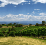 Pimpernel Estate Pinot Noir 2020 ( 6 Bottles) Yarra Valley - Image 6