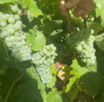 Eldredge ‘Louie’ Cabernet Sauvignon 2020 (12 Bottles) Clare Valley - Image 6